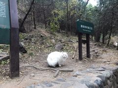 -北京凤凰岭