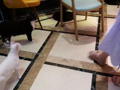 -猫色咖啡·猫咖