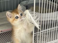 -翊宠yipet猫狗购宠庄园犬舍•猫舍