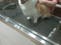 -宠物家(双井店)