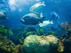 -上海海洋水族馆