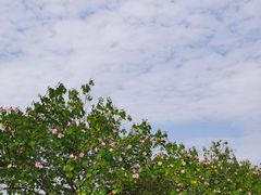 -千岛湖东南湖区