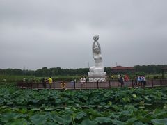 -荷塘月色湿地公园·向阳花洲