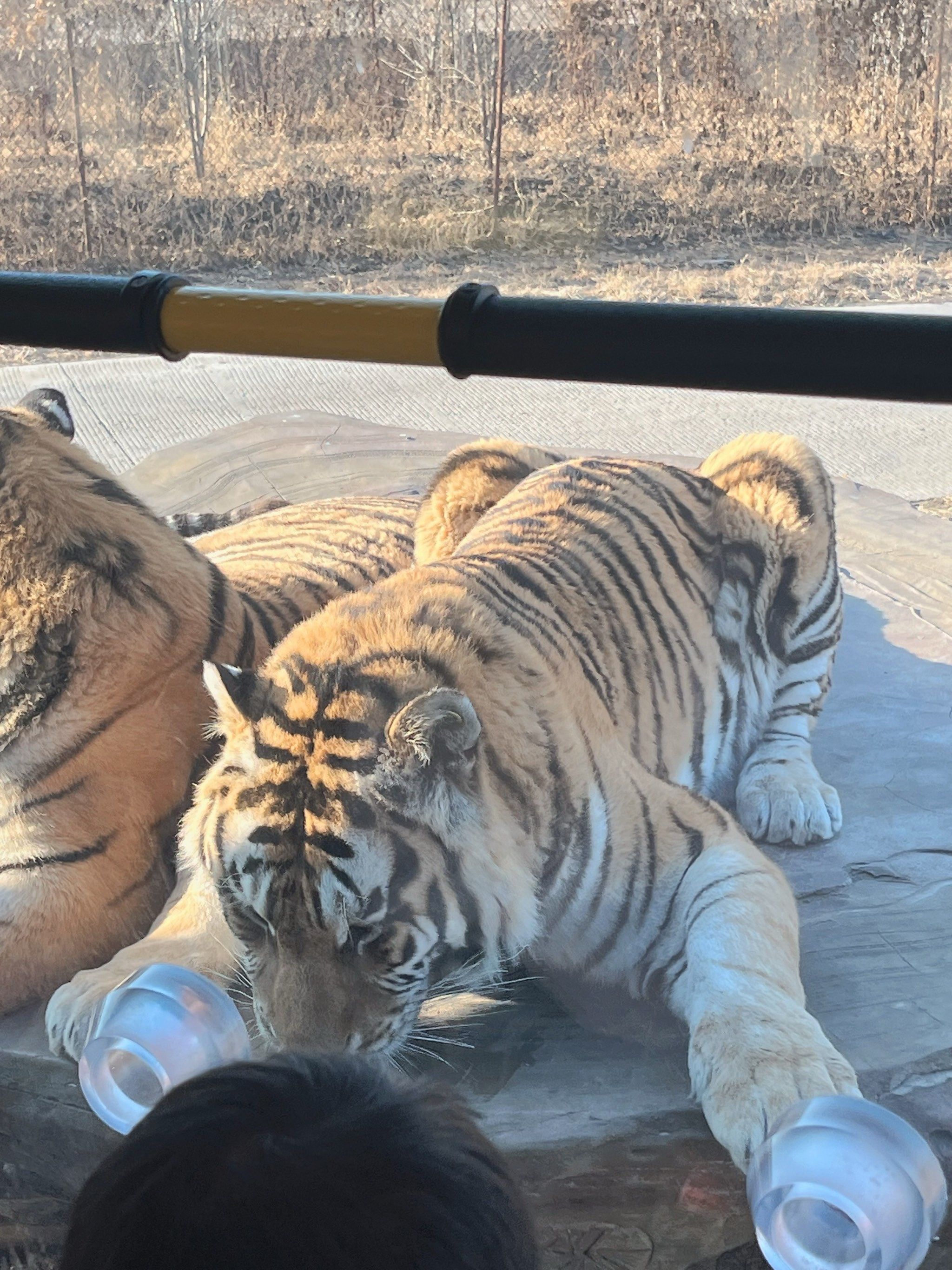 哈尔滨东北虎林园