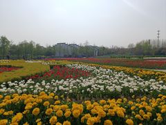-金卉庄园