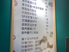 -猫十亿·布偶金渐层·曼基康矮脚猫舍(青年路店)