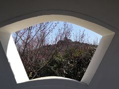 -林屋梅海青梅保护基地