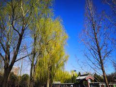 -莲花池公园