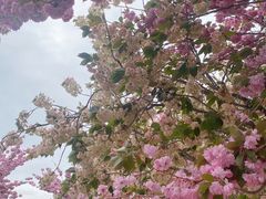 -莱阳濯村樱花园