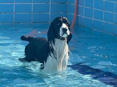 -趣玩宠物乐园寄养训犬训狗游泳池