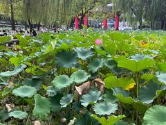 -四川大学(望江校区)