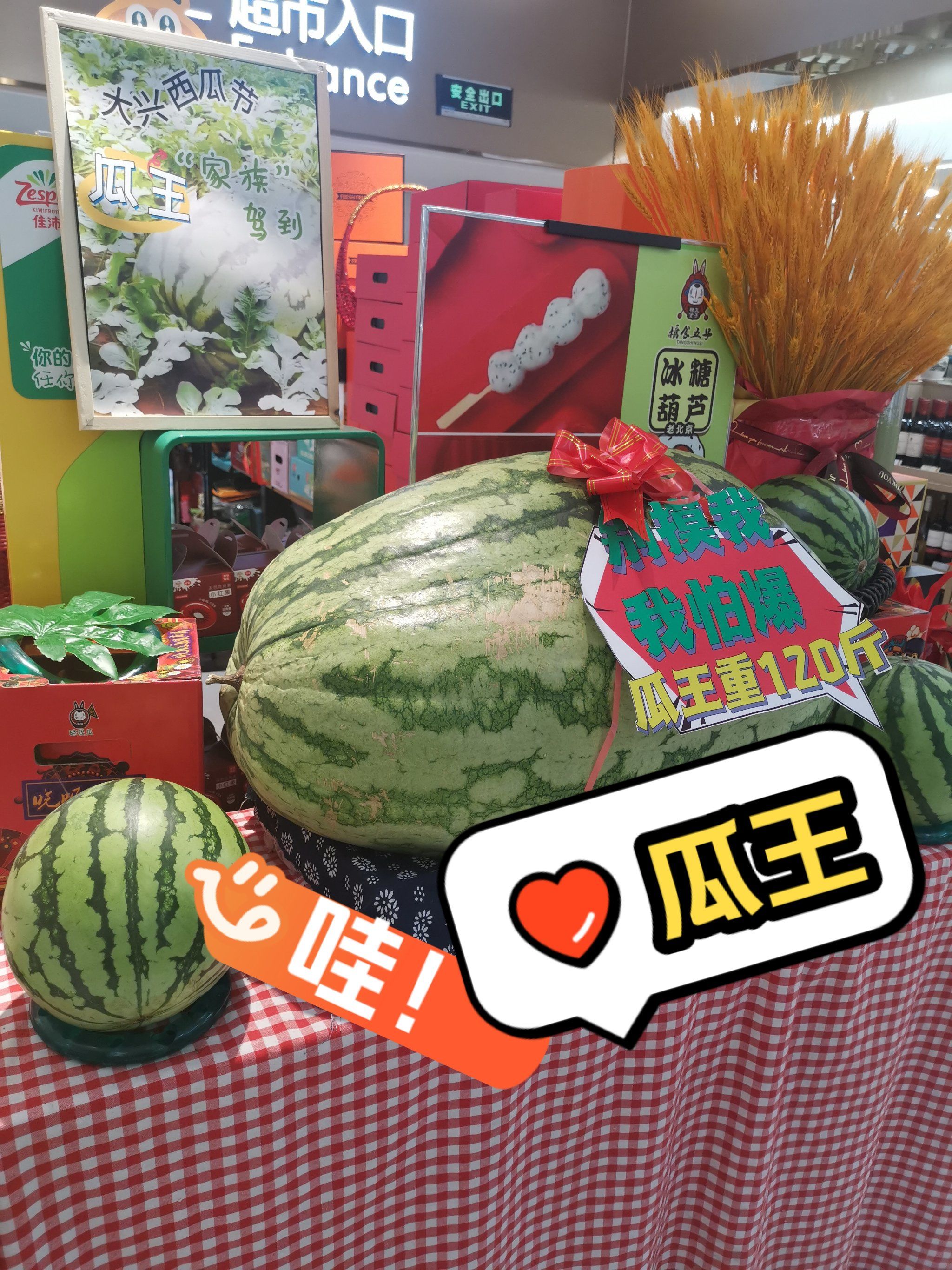 [色]哇!看到了瓜王～120斤重[爱心]