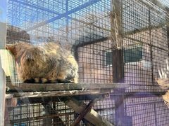 -青藏高原野生动物园