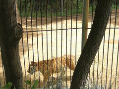 -青岛森林野生动物世界