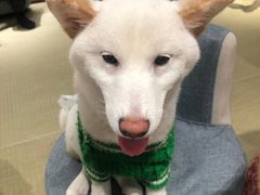 -逗柴咖啡屋·狗咖猫咖宠物桌游