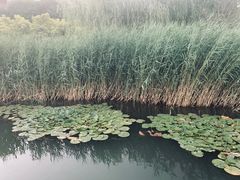 -天津东丽湖风景区