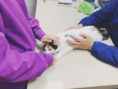 -爱侣·安琦尔宠物医院·中兽医针灸·心内科·狂犬免疫点(宝山区院)