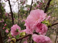 -珠海圆明新园