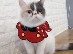-平行世界·猫咖(首经贸店)