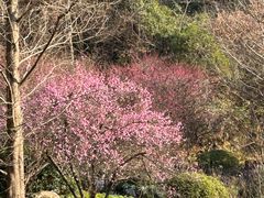 -桃花岭景区
