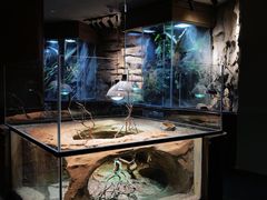 -帕帕拉兹宠物(亚洲旗舰店)