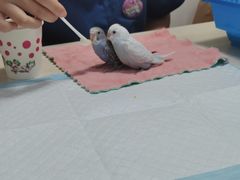 -邦泰·异宠动物医院
