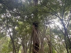 -中国科学院西双版纳热带植物园