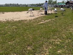 -盐城丹顶鹤湿地生态旅游区