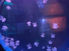 -左海海底世界