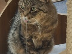 -喵园·猫主题咖啡厅·撸猫·猫咖(国贸店)