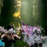 和美人鱼一起潜水啦