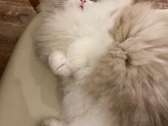 -momokira米努特·德文卷毛猫·棉花面纱犬