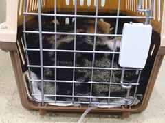 -伟伟宠物医院·CT影像中心·瑞派犬猫综合性门诊(汉口总院)