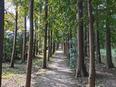 -上海长兴岛郊野公园