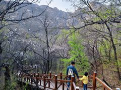 -大岭沟猕猴桃谷风景区