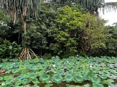 -中国科学院西双版纳热带植物园