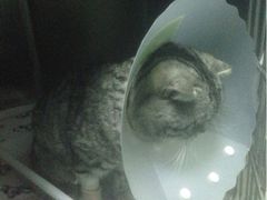 iphone_upload_pic-纳吉亚猫专科动物诊疗中心(蒋宅口分院)