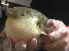 -肆月河豚·新淮扬(金融街店)