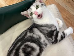 -遇见羊驼·奶狗咖·布偶猫咖·法斗柯基柴犬阿拉斯加(春熙路太古里IFS店)
