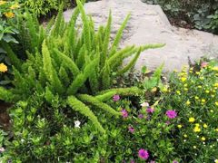 -东莞植物园