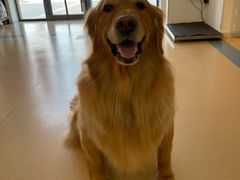 -小叮当动物医院·骨科·眼科