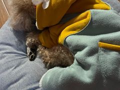 -爱侣宠医·鹦鹉专科·小型哺乳类·异宠专科(灵石路店)