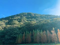 -广州市石门国家森林公园