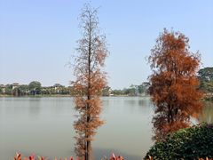 -美的鹭湖森林度假区