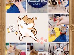 -逗柴咖啡屋·狗咖猫咖宠物桌游