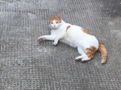 -浙江越秀外国语学院