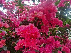-花亭湖风景名胜区