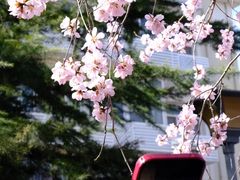 -桃花堤公园