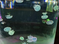 -苏州海洋馆