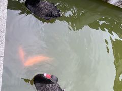 -重庆彩云湖湿地公园